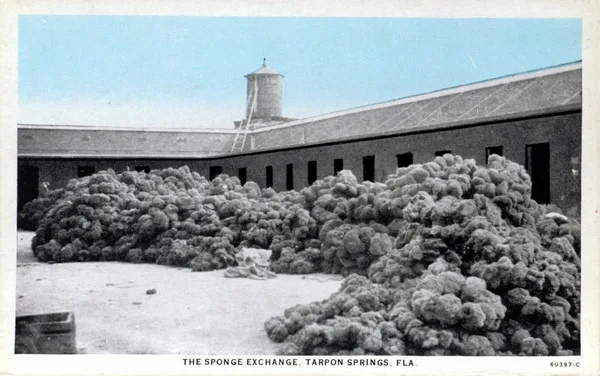 Historic photo of piles of sponges at the Sponge Exchange in Tarpon Springs